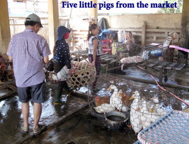 Vietnam Battlefield Tours, visit to Bru Montagnard Village with a basket of five young pigs purchased at a local market